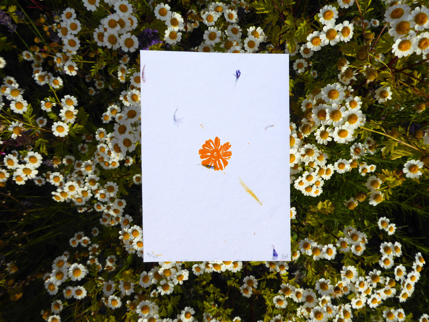 'Feverfew' A6 Linocut Print